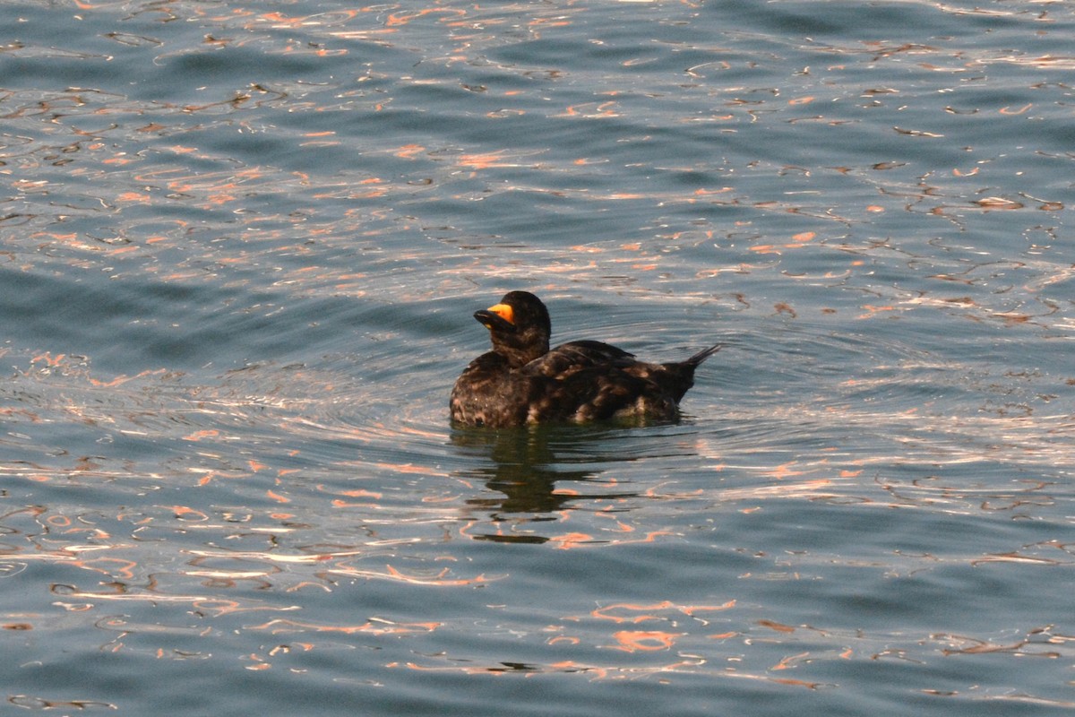 Black Scoter - ML621883317