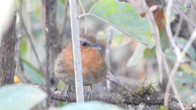 Rufous Gnateater - ML621883318