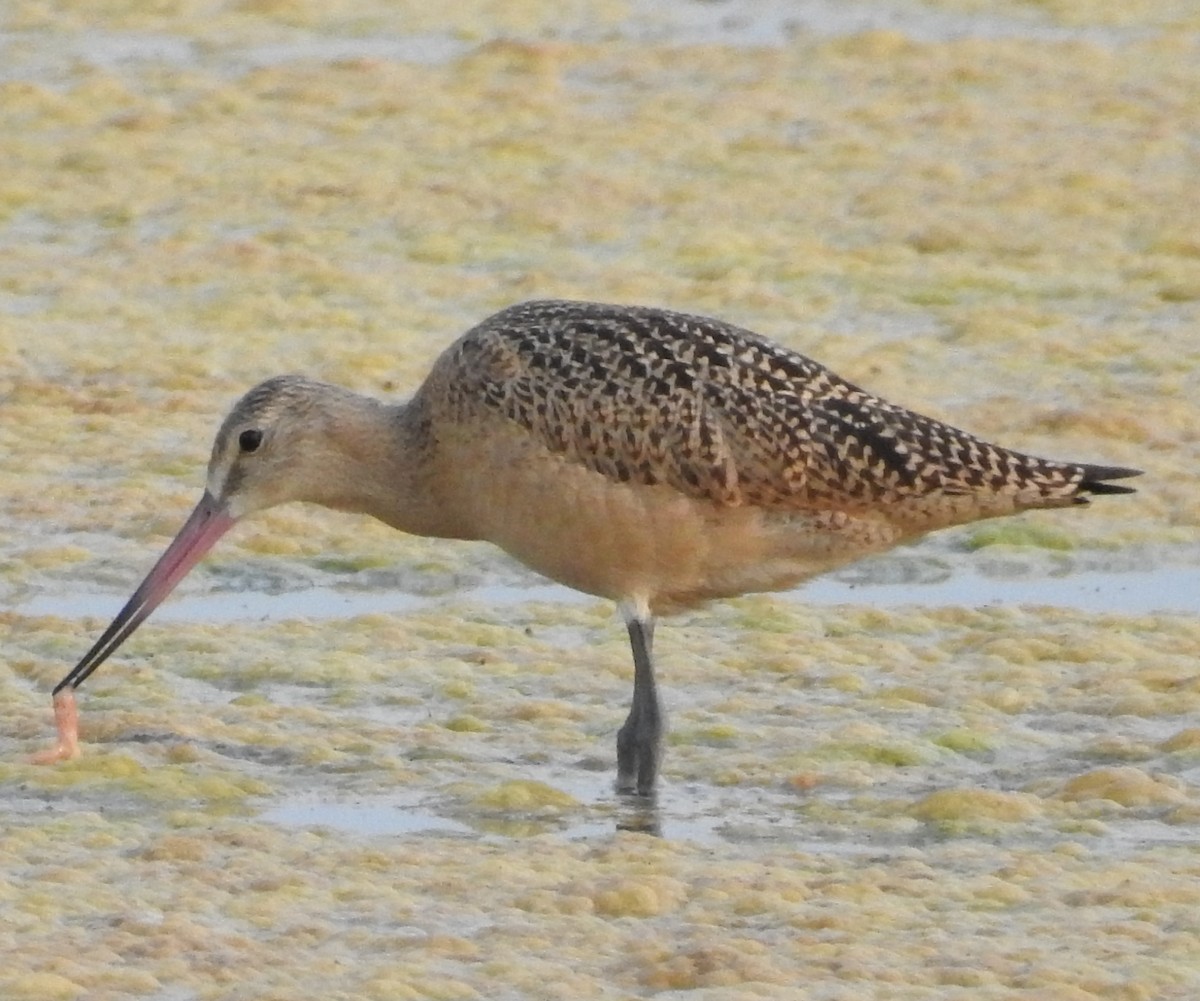 Marbled Godwit - ML621883329