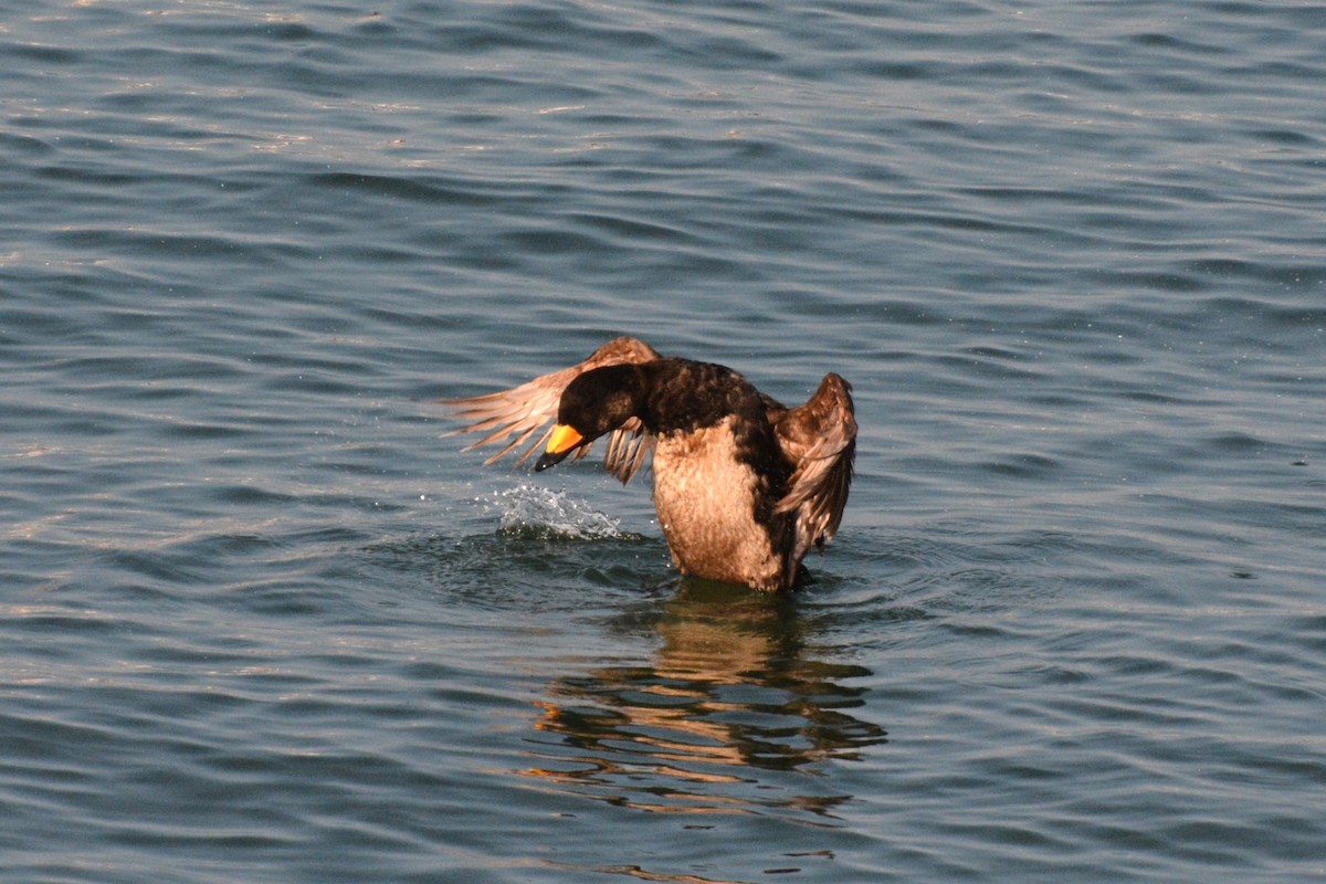 Black Scoter - ML621883334