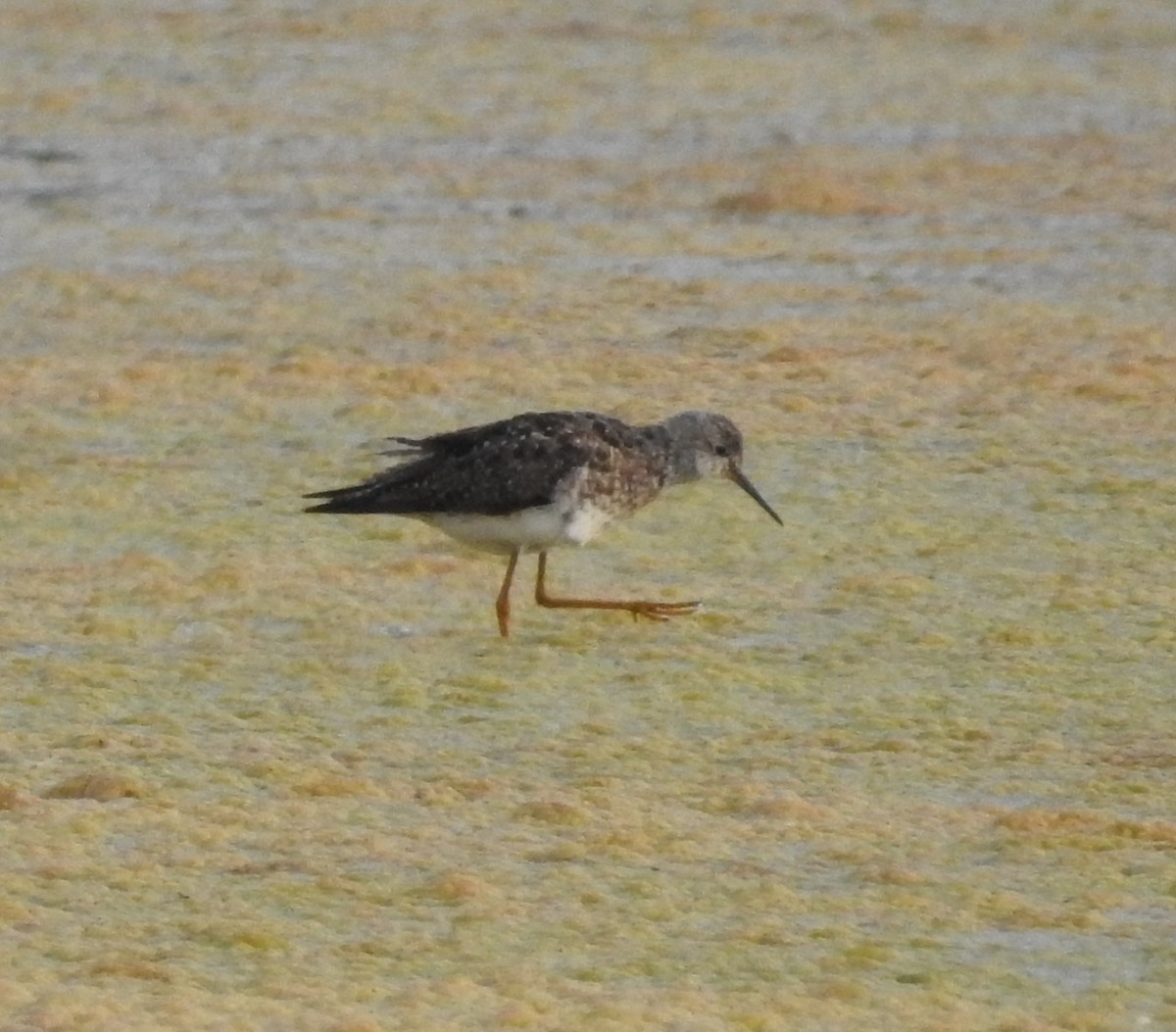 Lesser Yellowlegs - ML621883336