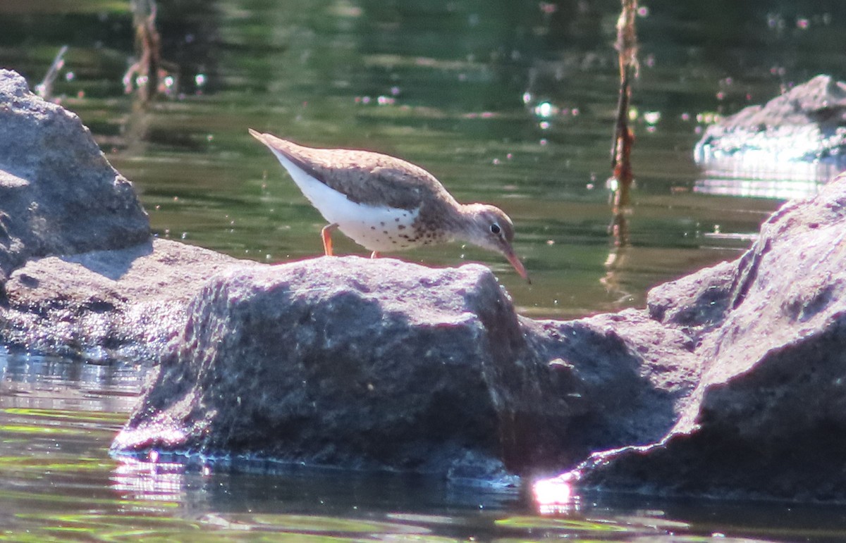 Spotted Sandpiper - ML621883337