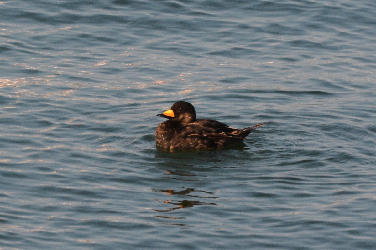 Black Scoter - John Swenfurth