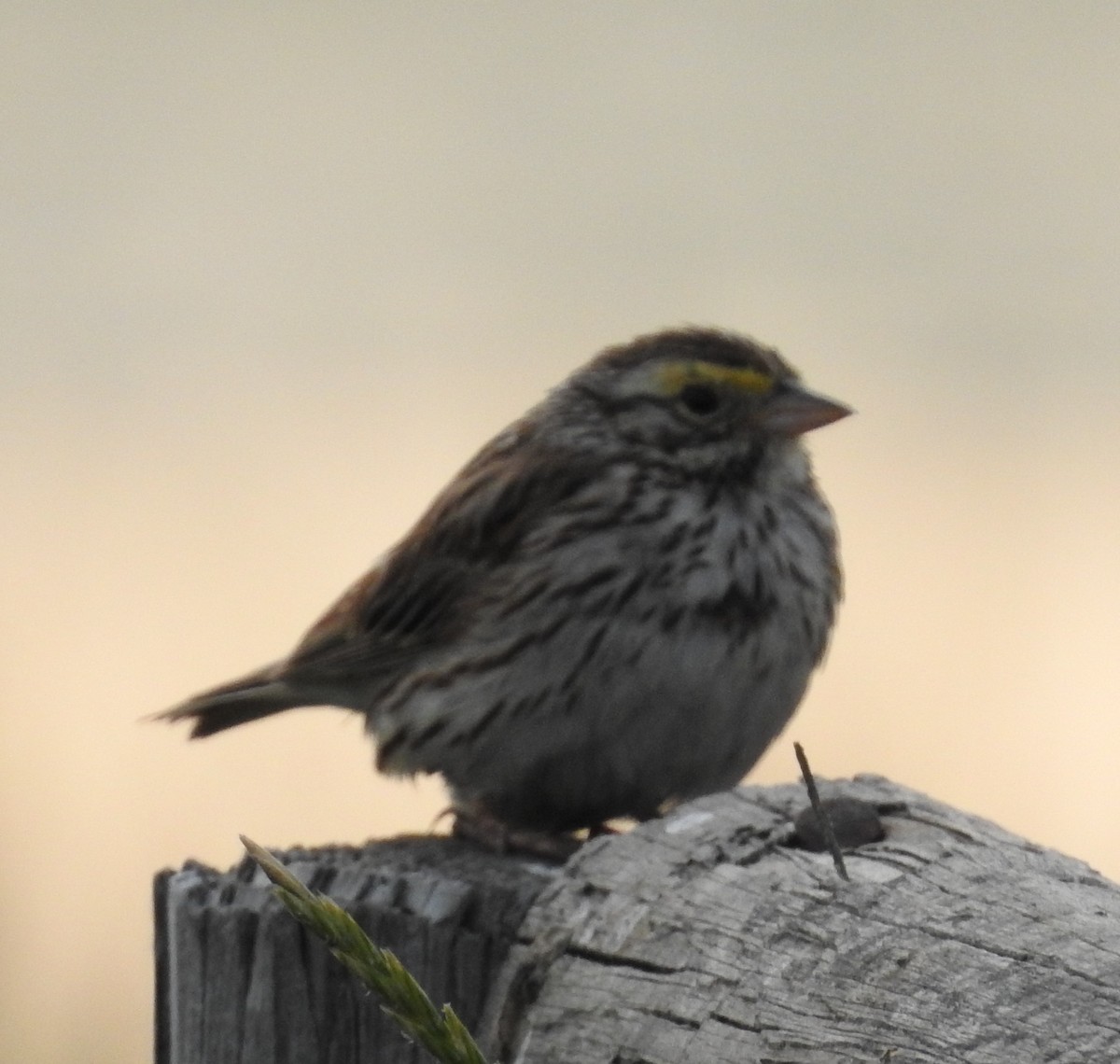 Savannah Sparrow - ML621883343