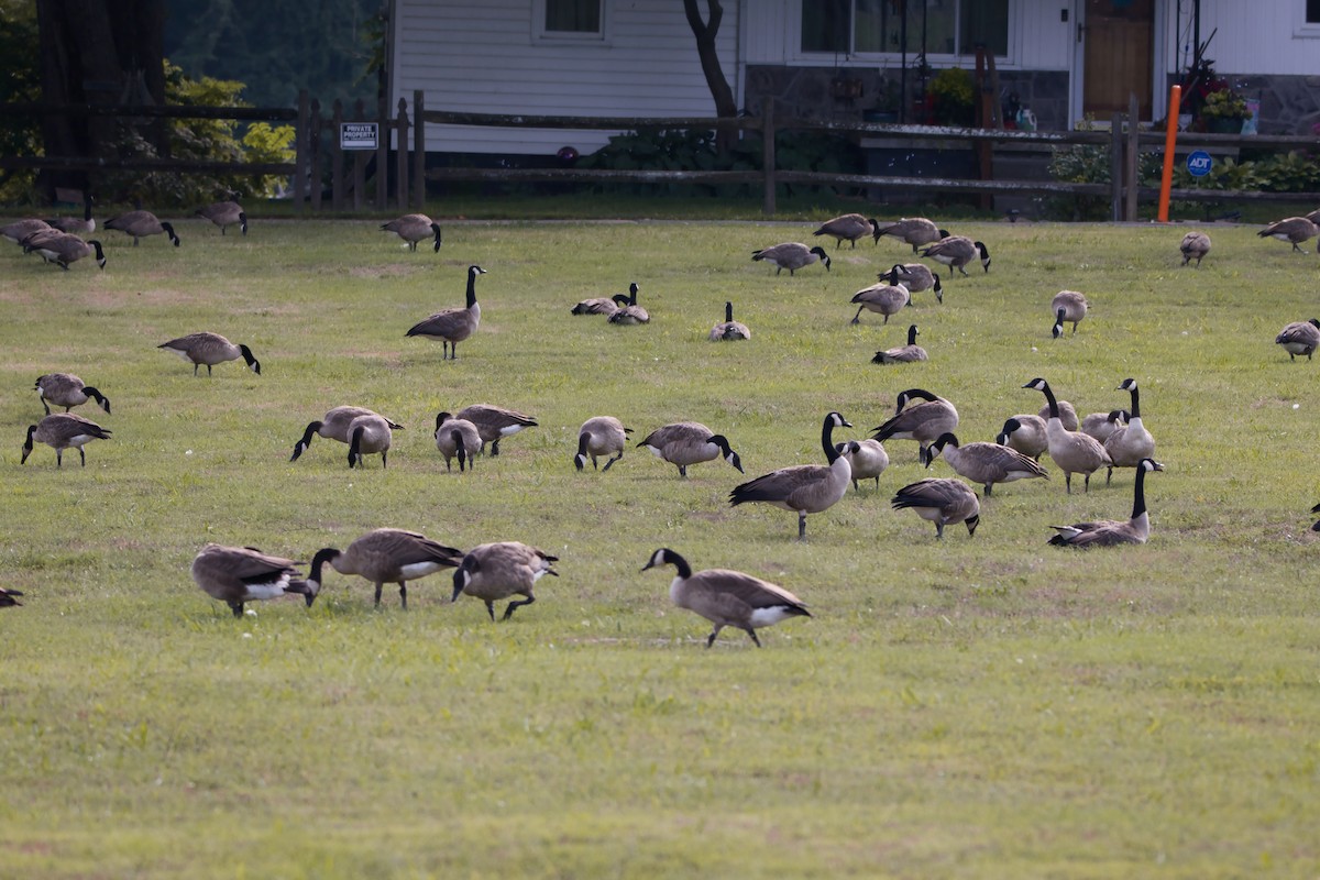 Canada Goose - ML621883380