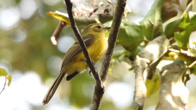 Yellow Tyrannulet - ML621883391