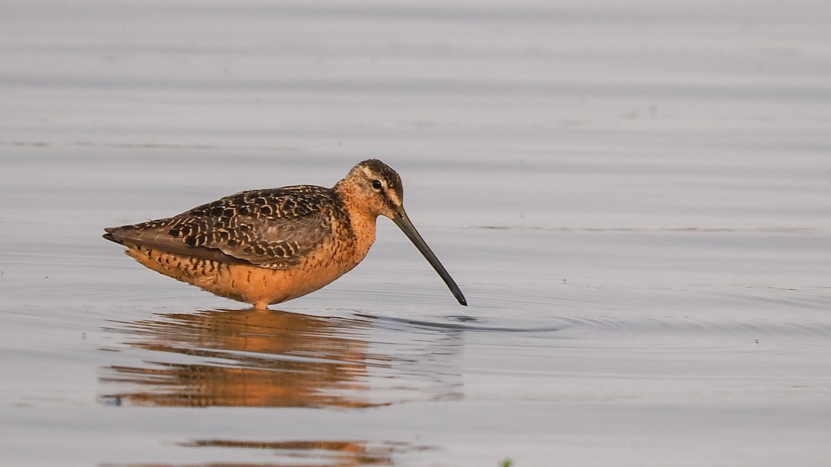 Long-billed Dowitcher - Scott Tuthill