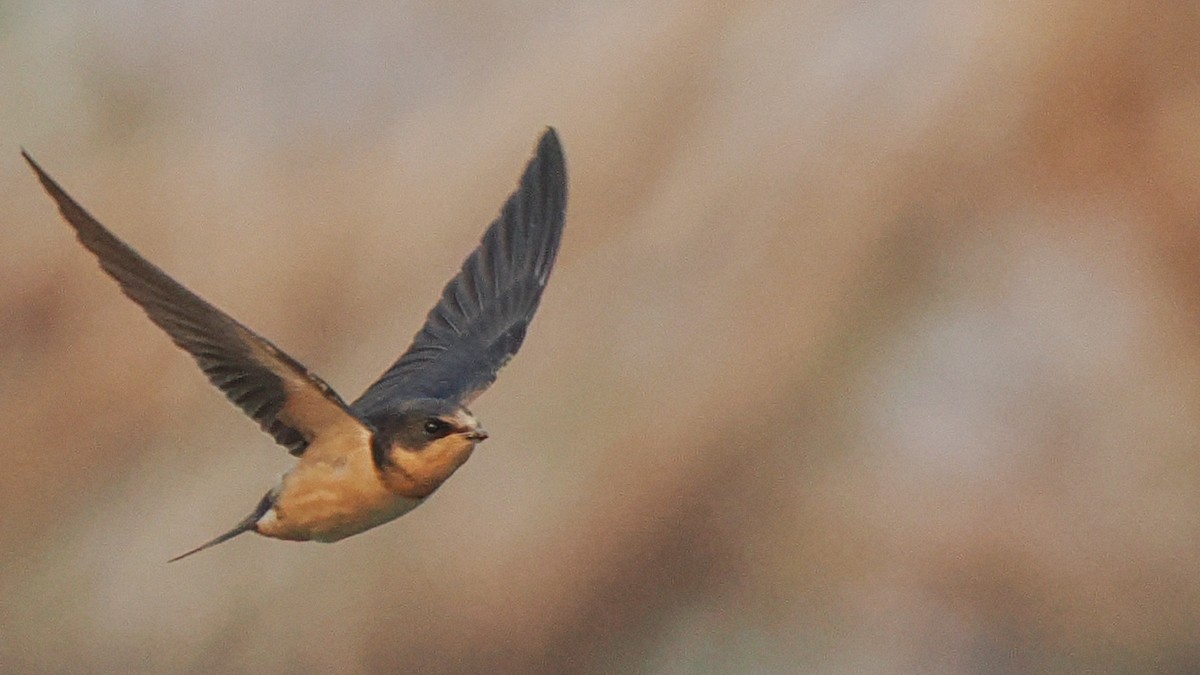 Golondrina Común - ML621883404