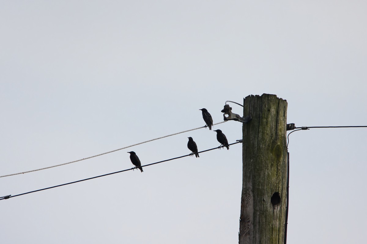 European Starling - ML621883415