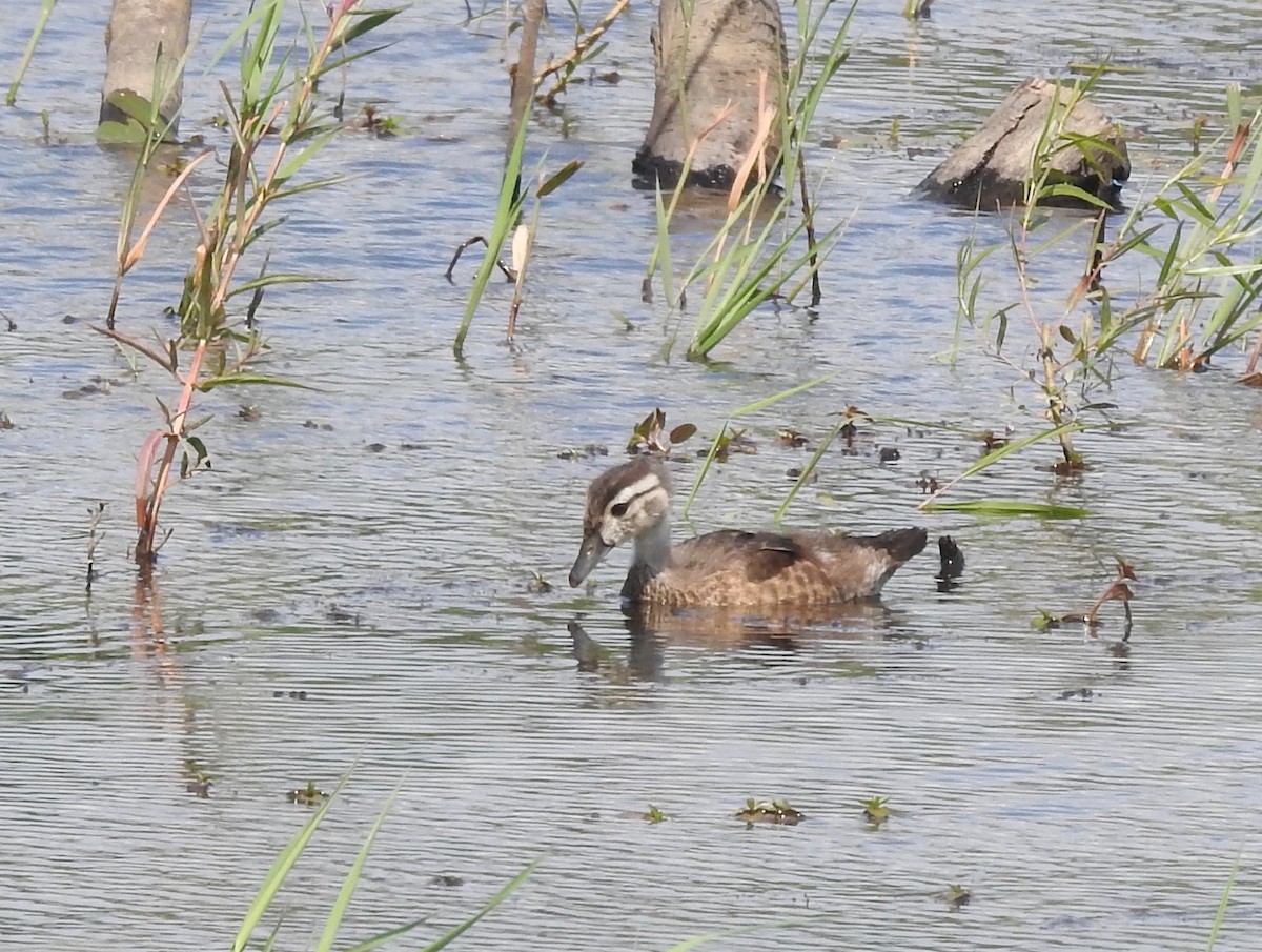 Canard branchu - ML621883416