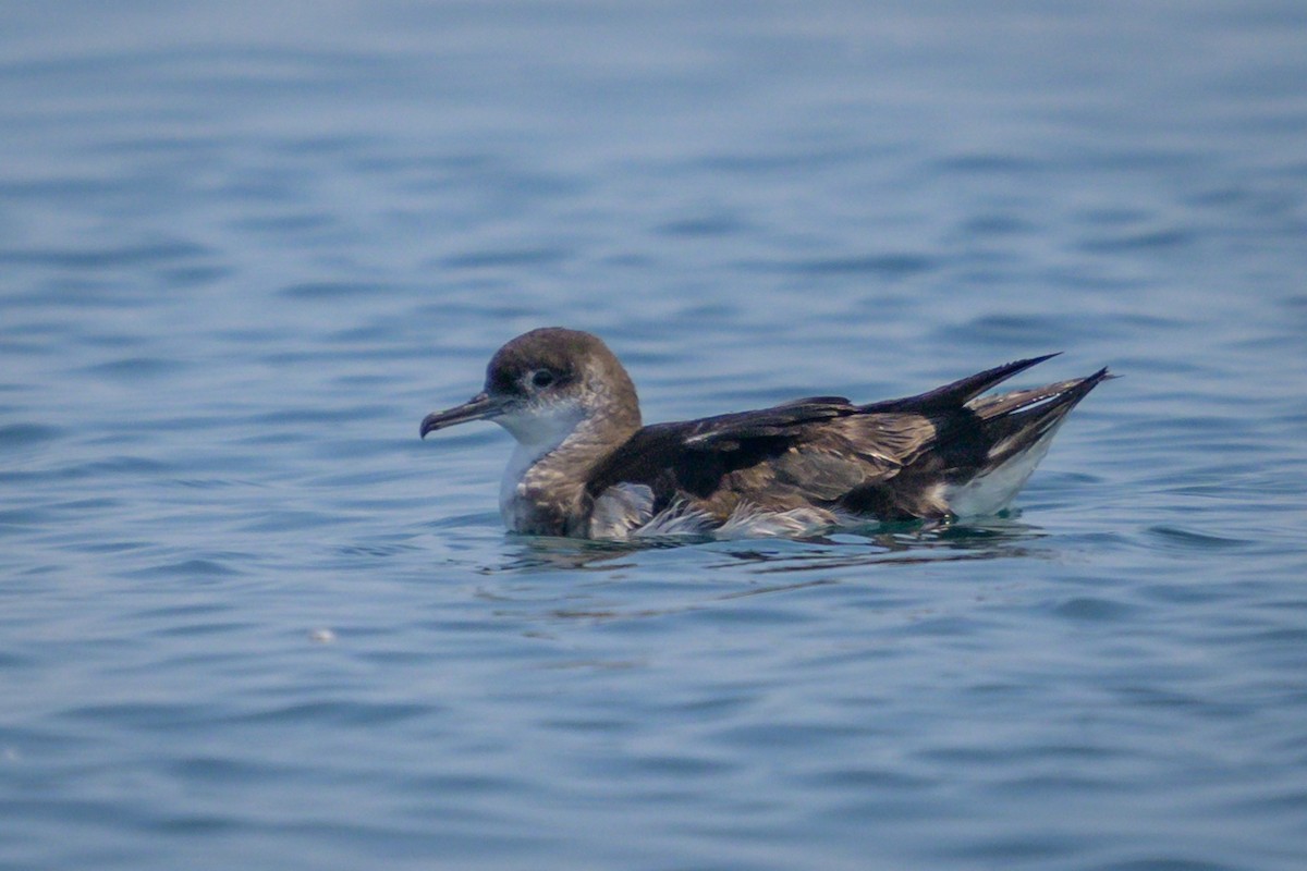 Manx Shearwater - ML621883427