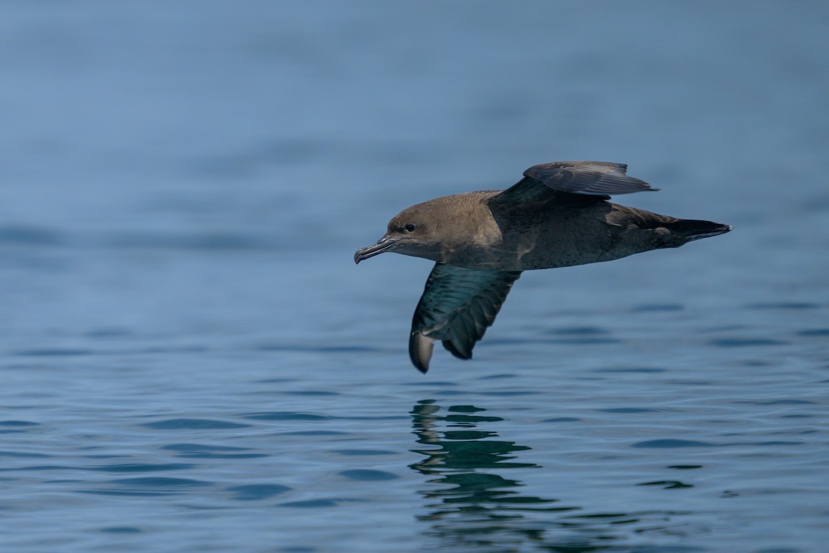 Sooty Shearwater - ML621883443