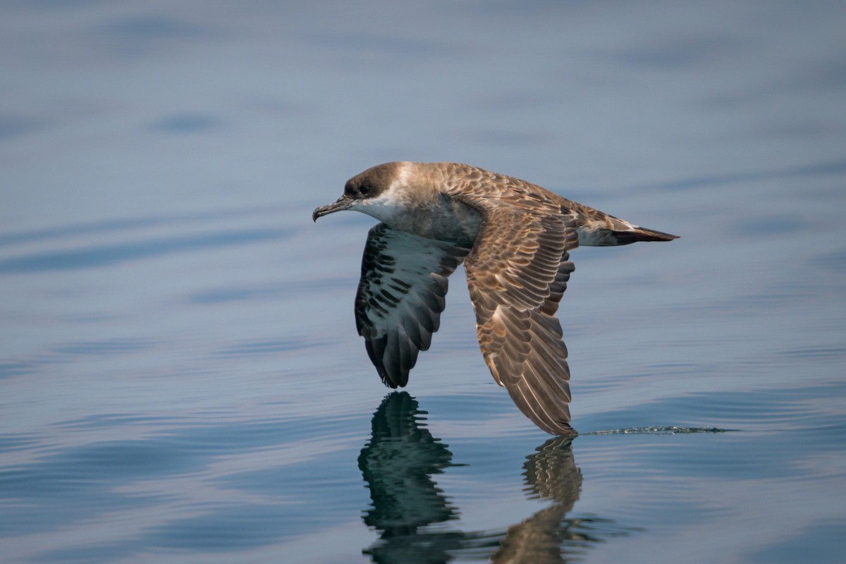 Great Shearwater - ML621883446