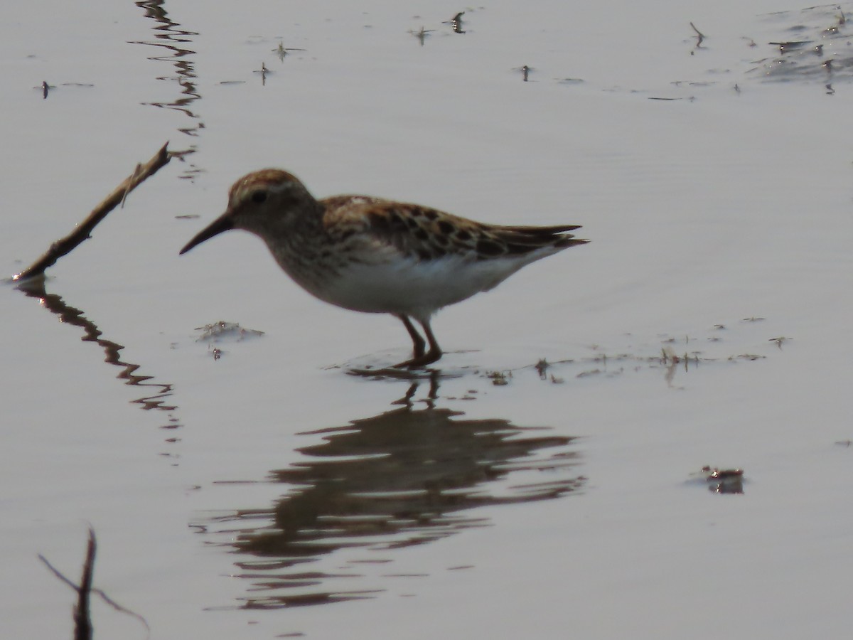 Least Sandpiper - ML621883451