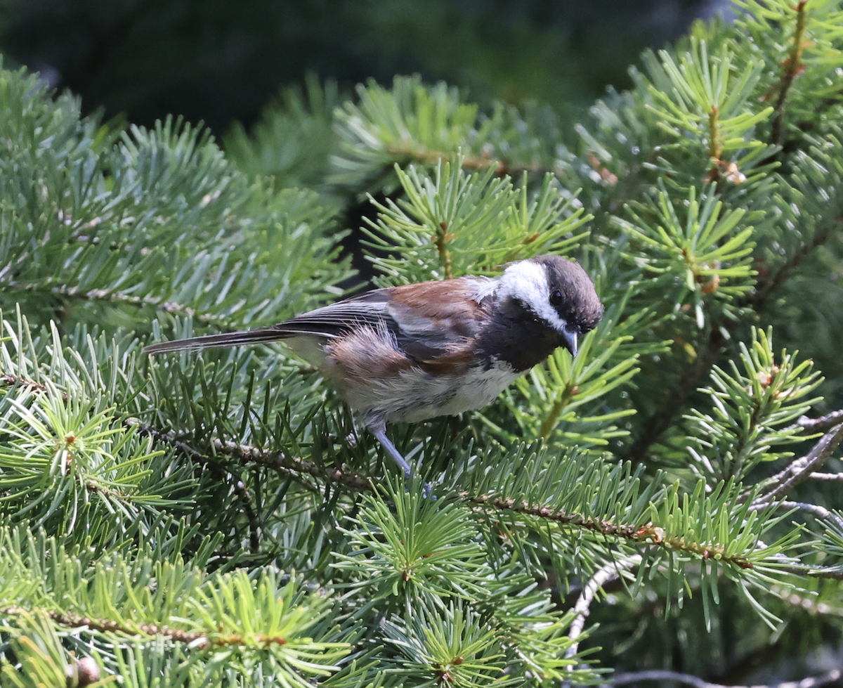 Chestnut-backed Chickadee - James Walker