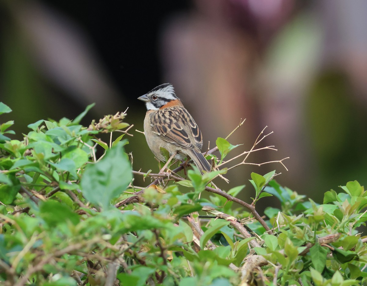 Rufous-collared Sparrow - ML621883460