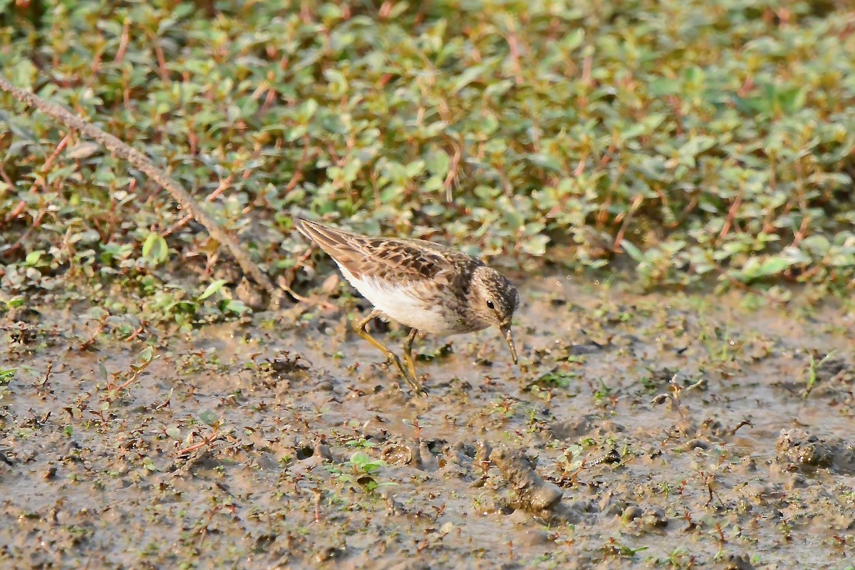 Least Sandpiper - ML621883461