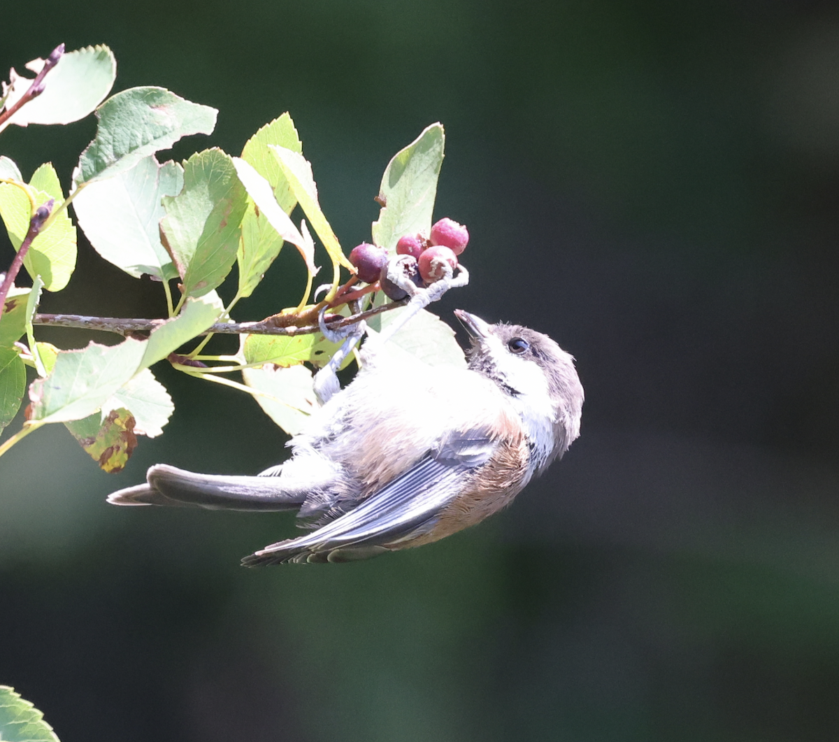 Chestnut-backed Chickadee - ML621883464