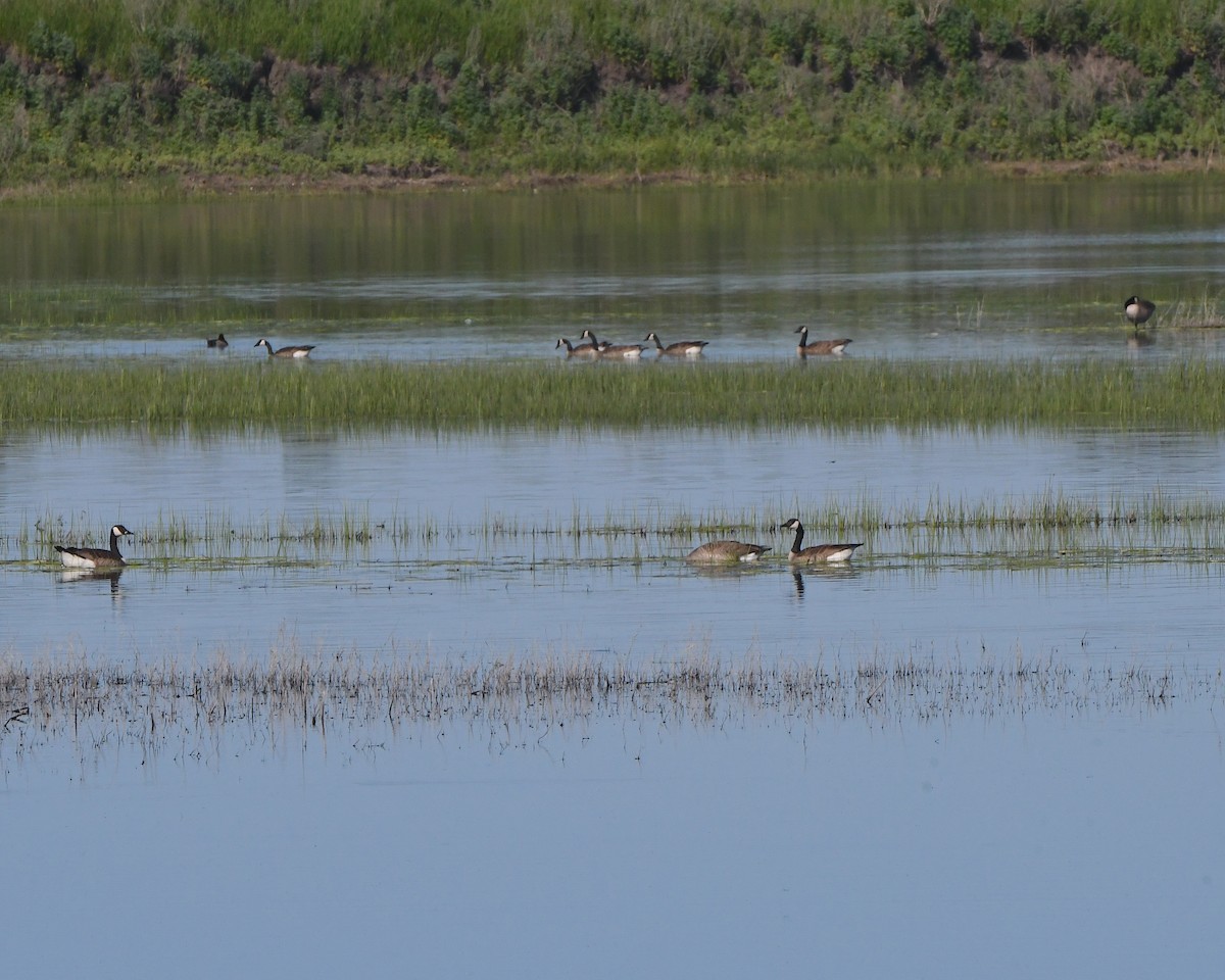 Canada Goose - Ted Wolff