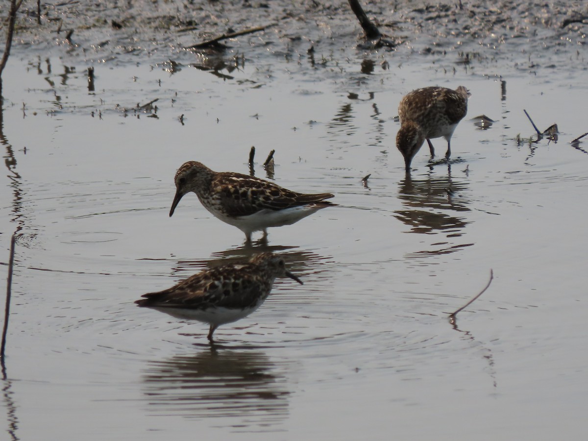 Least Sandpiper - Doug Kibbe