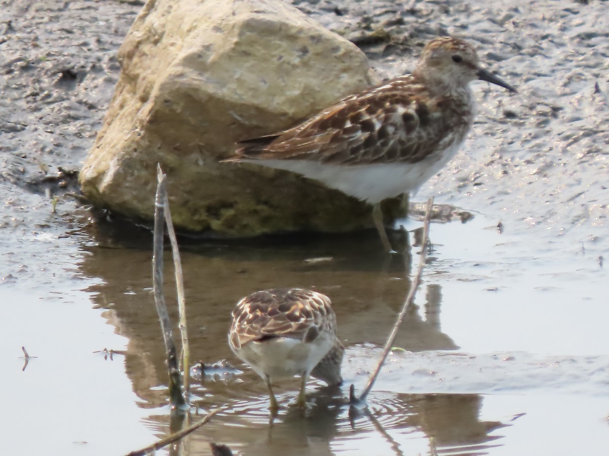 Least Sandpiper - ML621883482