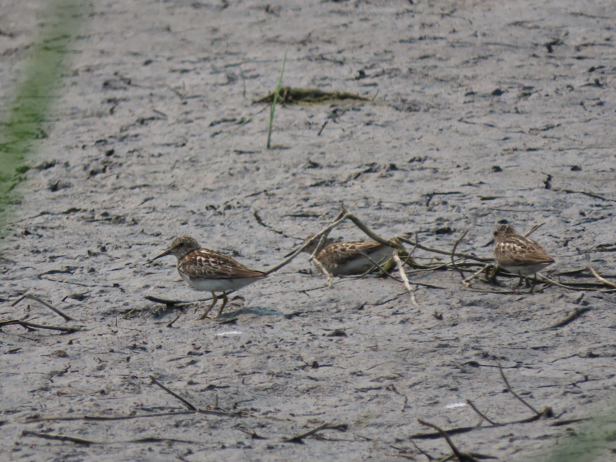 Least Sandpiper - Doug Kibbe