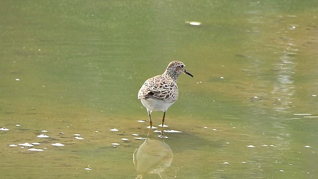 Bécasseau à poitrine cendrée - ML621883488