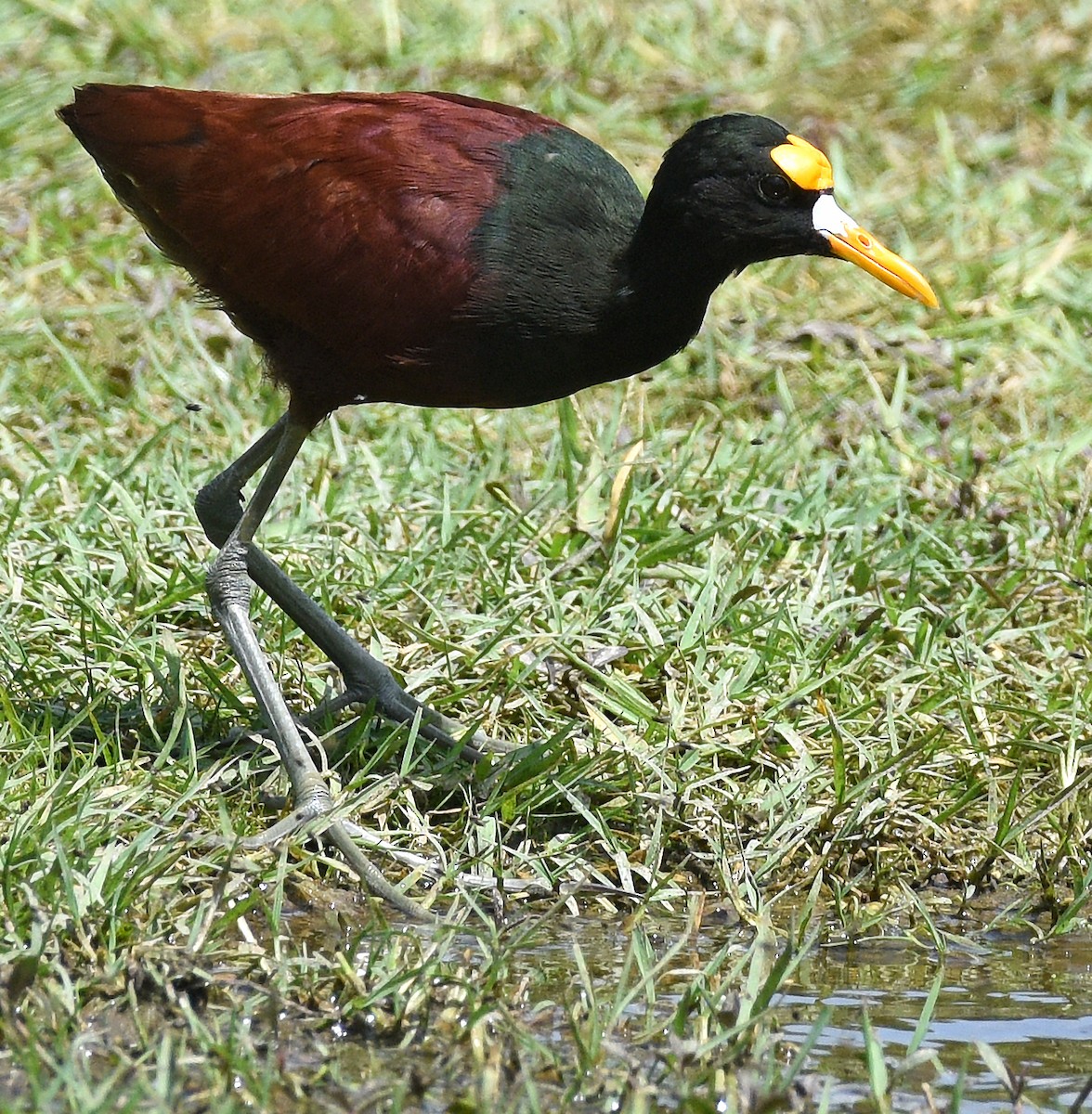 Northern Jacana - ML621883503