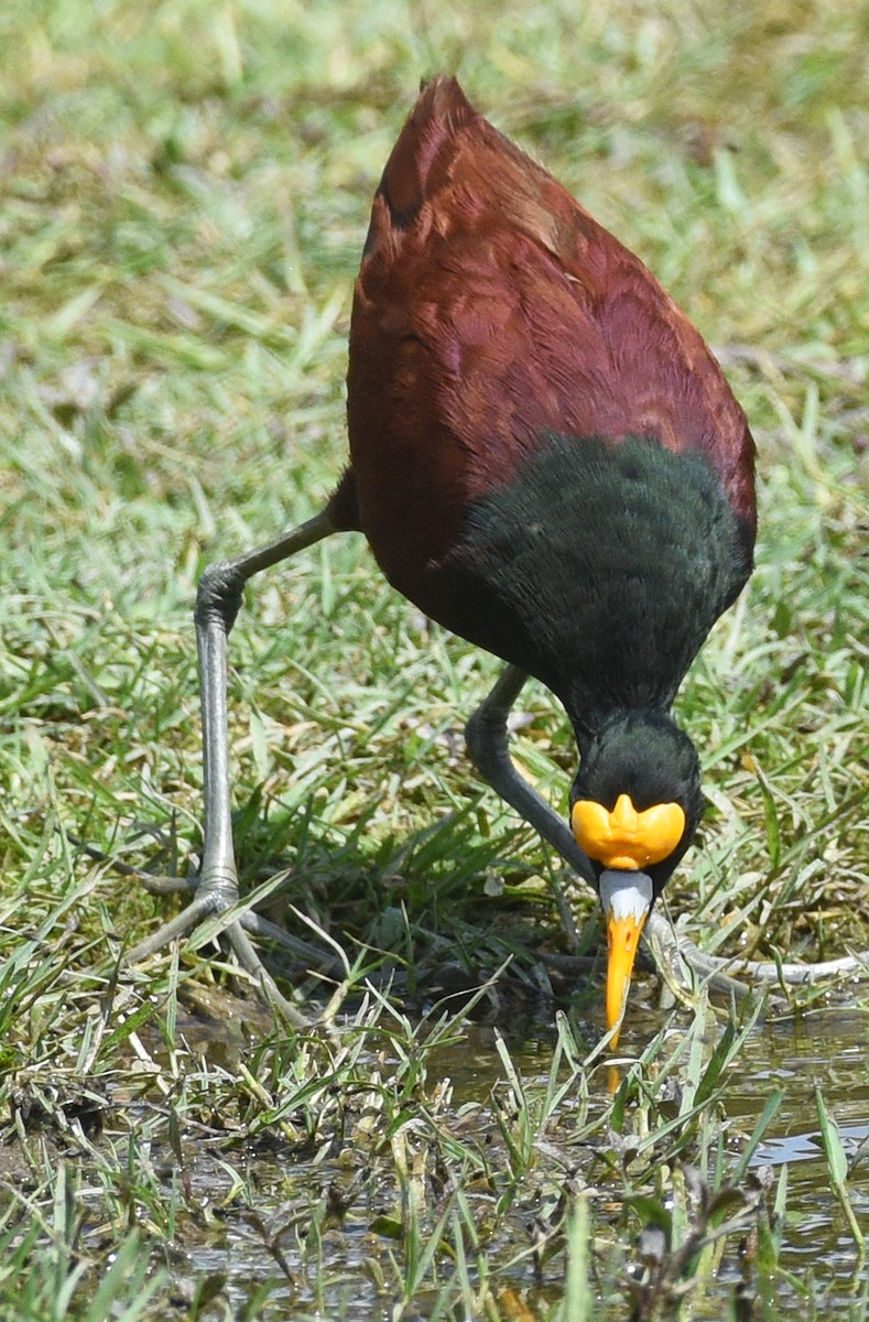 Northern Jacana - ML621883504