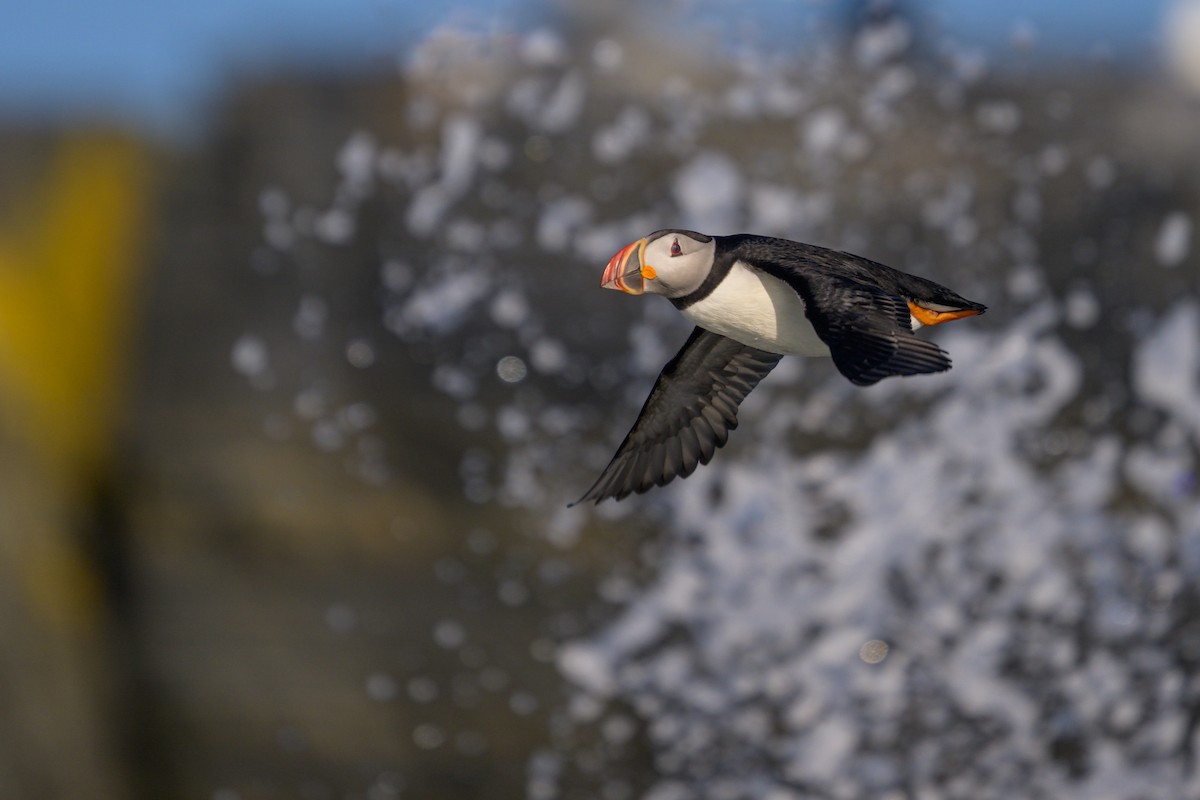 Atlantic Puffin - Jason Dain