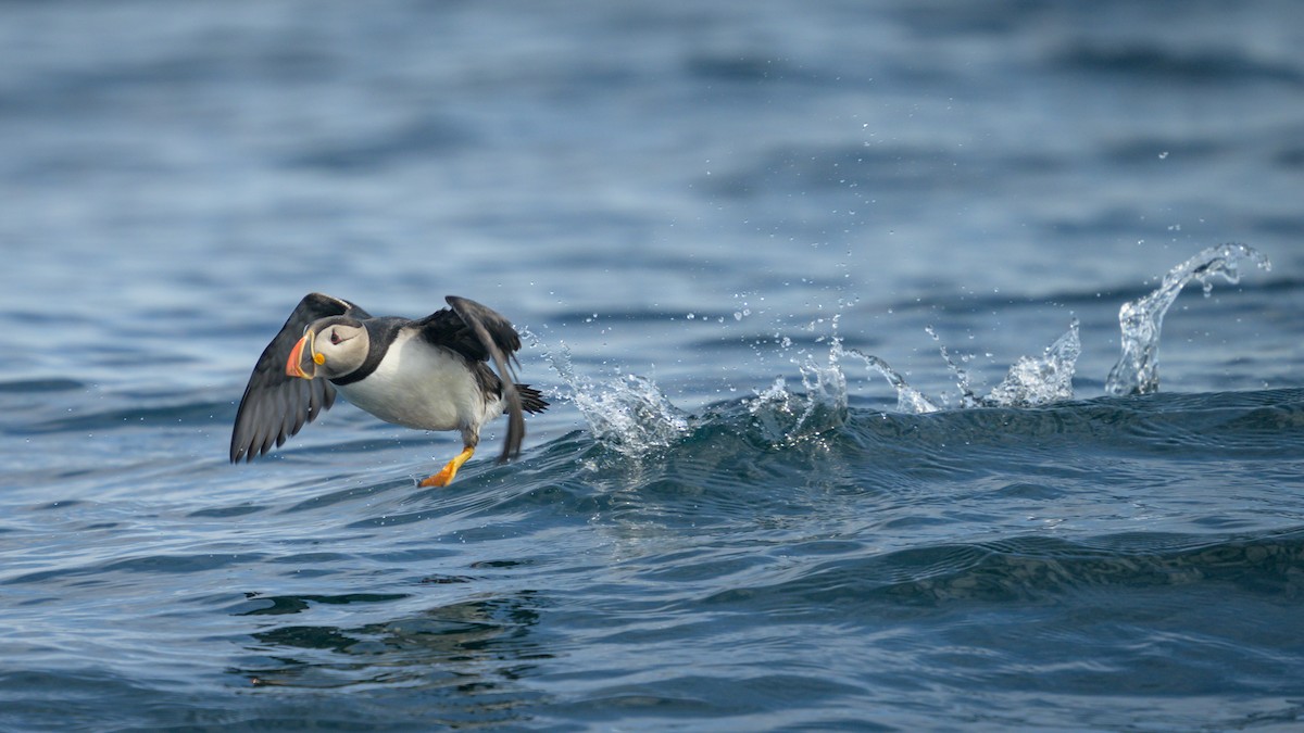 Atlantic Puffin - ML621883515