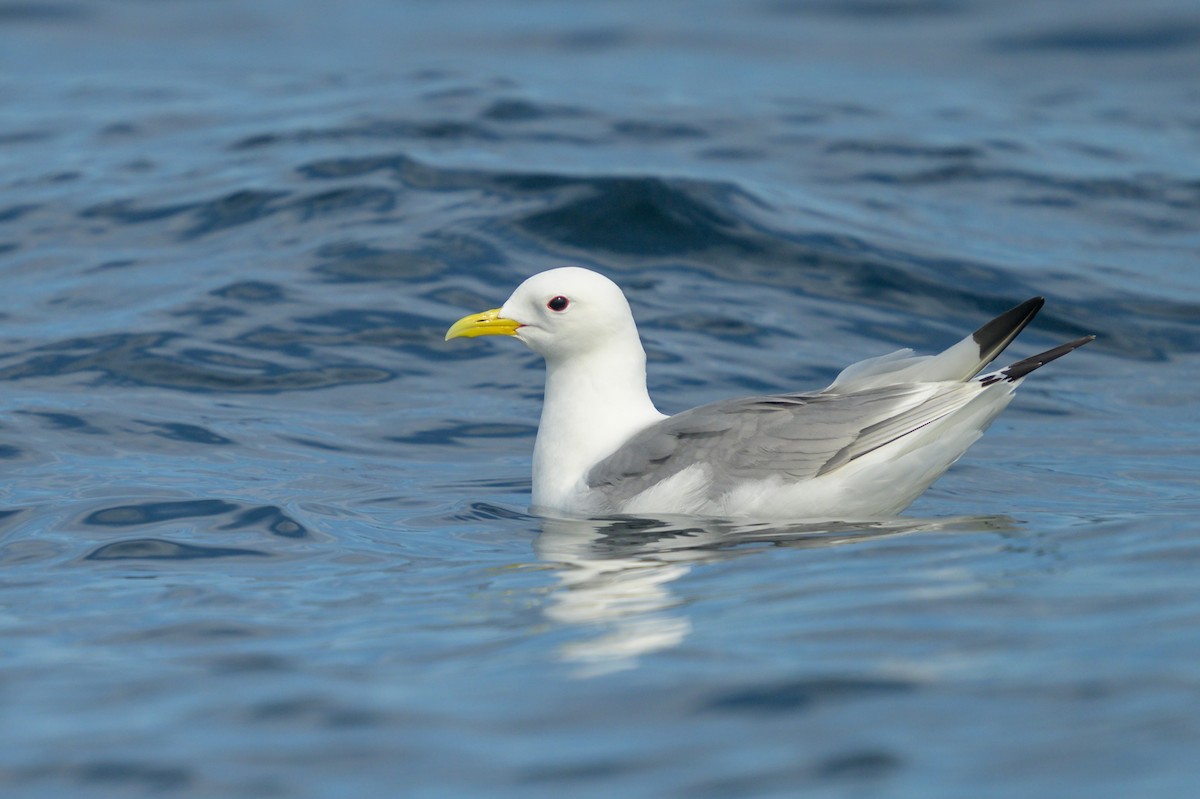 Black-legged Kittiwake - ML621883526