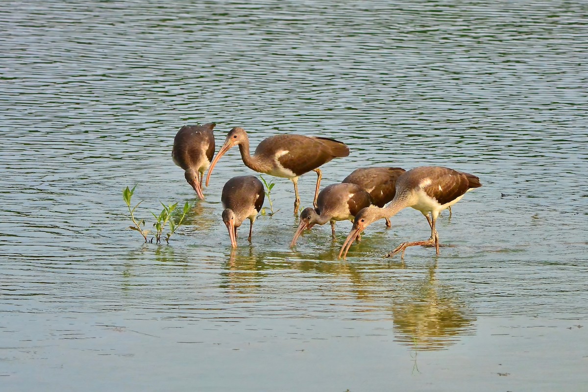 White Ibis - Seth Honig