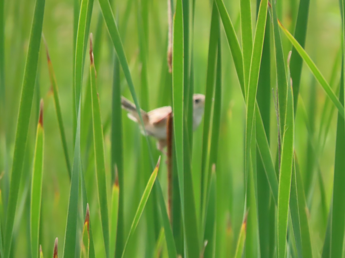 Sedge Wren - ML621883543