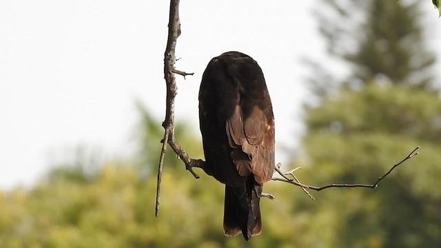 Snail Kite - ML621883544