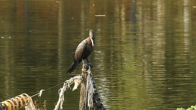 Neotropic Cormorant - ML621883581