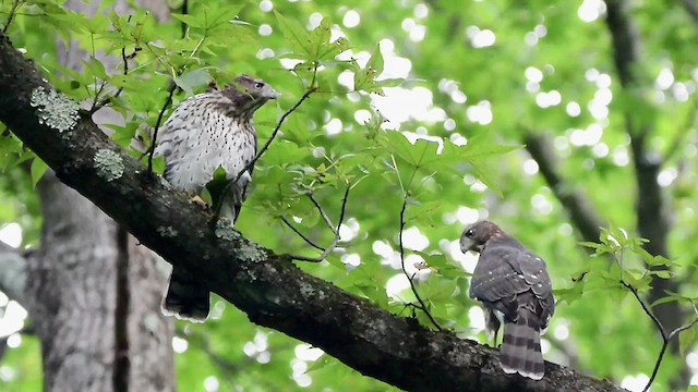 Cooper's Hawk - ML621883587