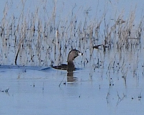 Pied-billed Grebe - ML621883593