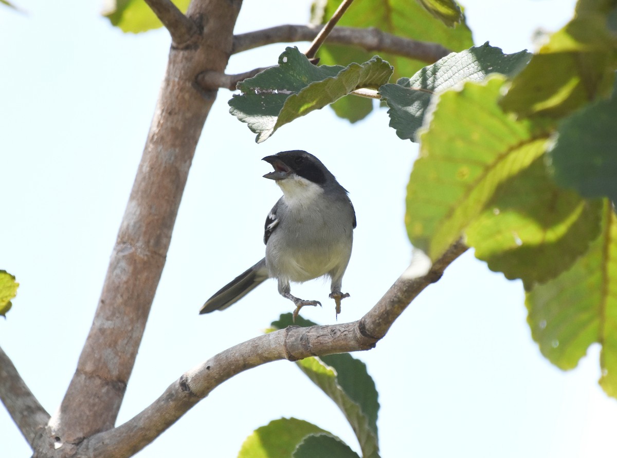 White-banded Tanager - ML621883597