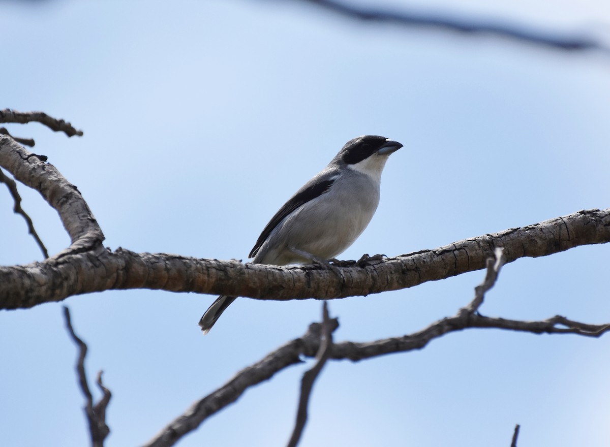 White-banded Tanager - ML621883598