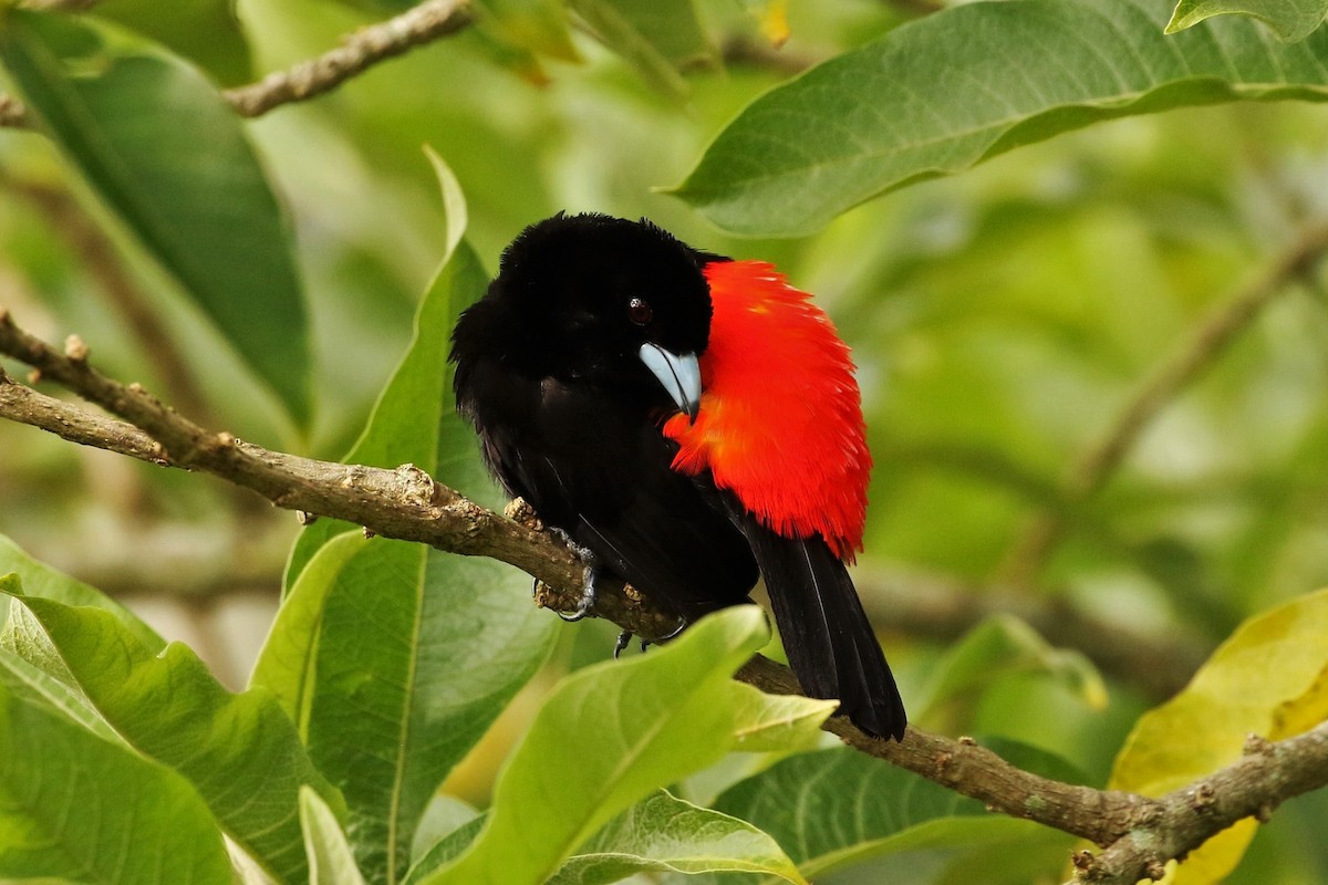 Scarlet-rumped Tanager - ML621883607