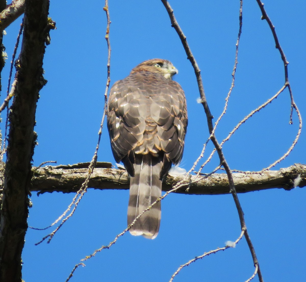 Cooper's Hawk - ML621883610