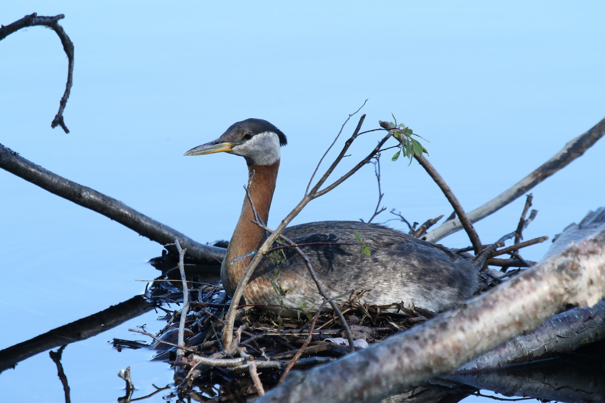 Red-necked Grebe - ML621883617