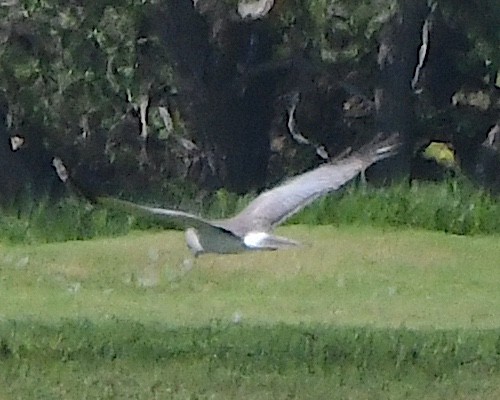 Ring-billed Gull - ML621883624