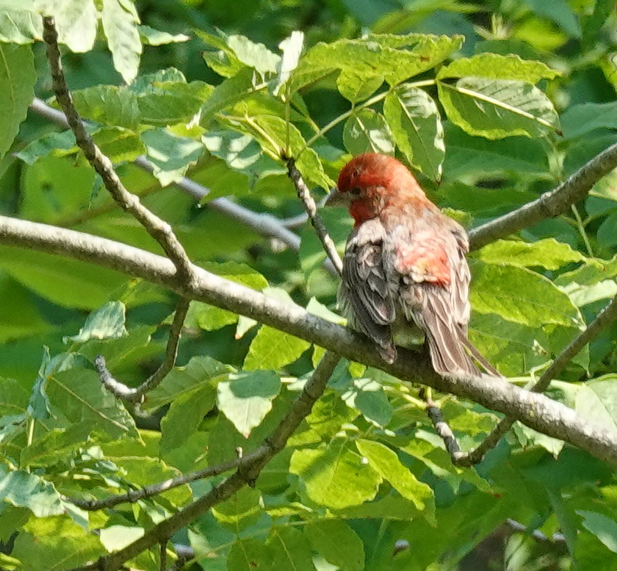 House Finch - ML621883631