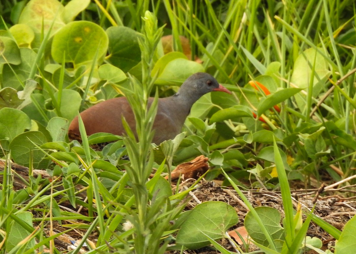 Small-billed Tinamou - ML621883634