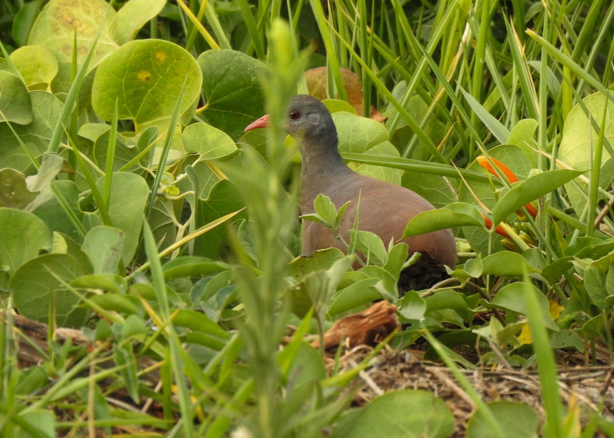 Small-billed Tinamou - Carlos Otávio Gussoni