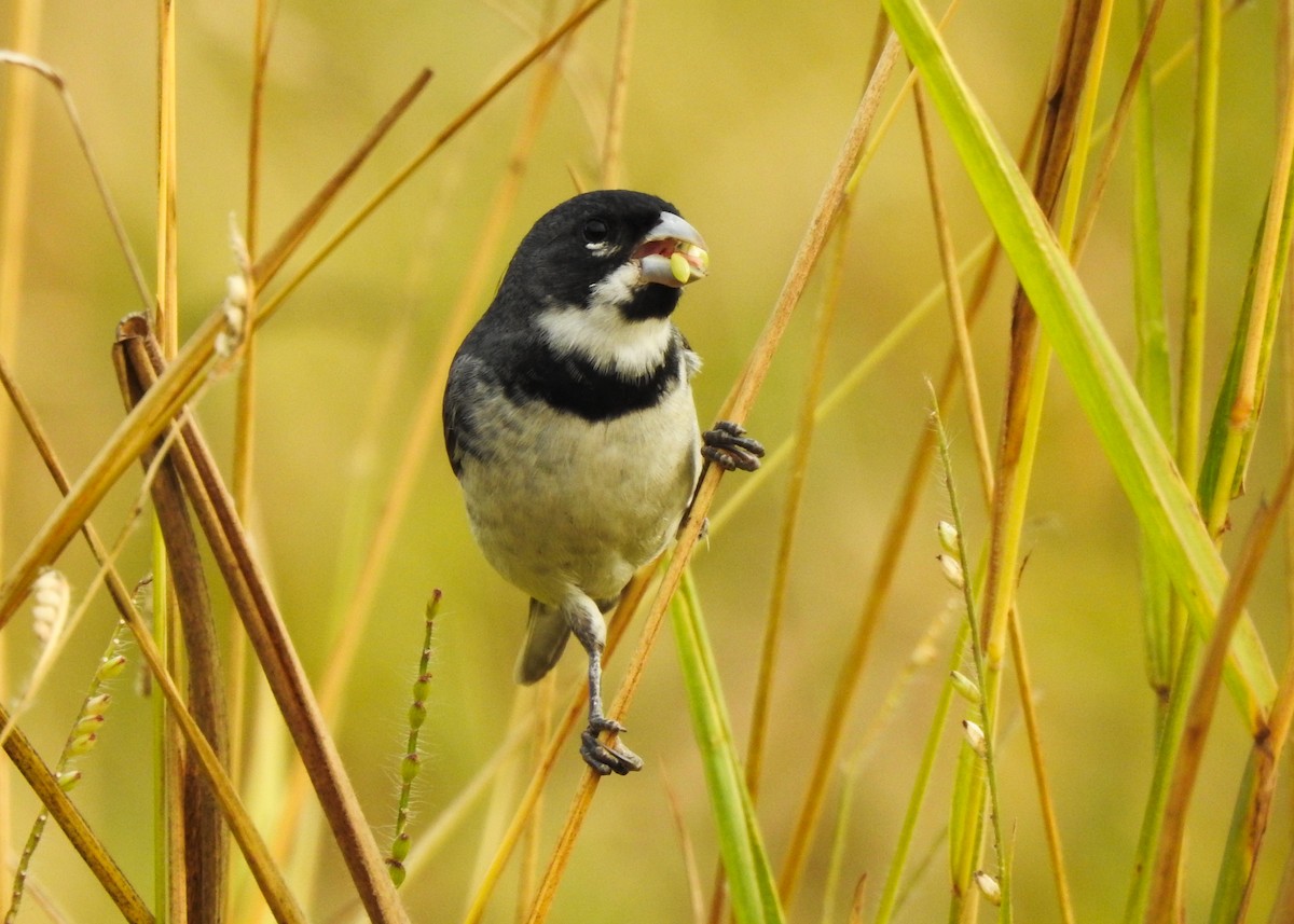 Double-collared Seedeater - ML621883636