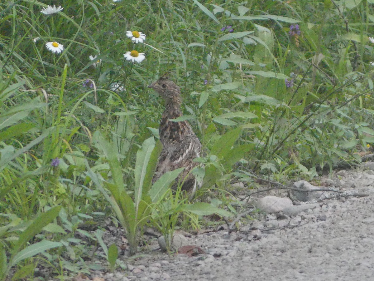 Ruffed Grouse - ML621883637