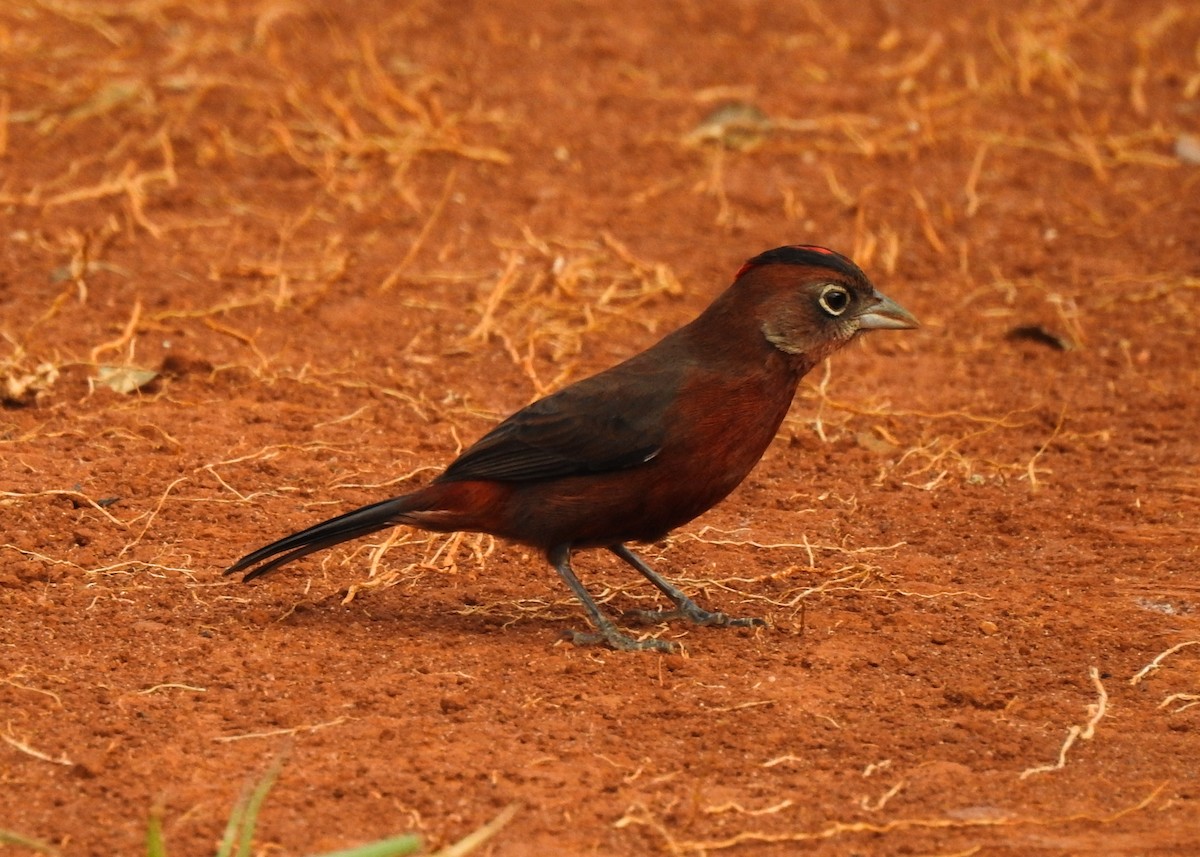 Red-crested Finch - ML621883638